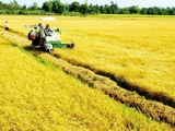 Việt Nam dự kiến đạt sản lượng trên 43 triệu tấn lúa trong năm 2023