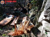 Xử lý nghiêm vụ phá rừng nghiêm trọng ở Phong Nha - Kẻ Bàng