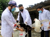 Xuất hiện ổ dịch cúm gia cầm A/H5N6 tại Nghệ An