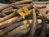 Bất ngờ phát hiện hơn 300kg ngà voi tại sân bay Nội Bài