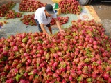 Năm nay, rau quả Việt dự kiến xuất ngoại 2,5 tỷ USD