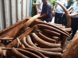 Bắt giữ ngà voi nhập lậu giấu trong ruột gỗ về Sài Gòn