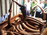 Bắt giữ ngà voi nhập lậu: Tình tiết mới nhất