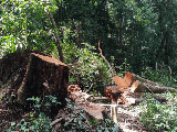 Cán bộ bảo vệ rừng bị chém chết lúc rạng sáng
