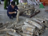 Bắt giữ 1 tấn ngà voi nhập lậu hàng chục tỷ đồng tại TP. HCM