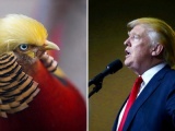 Chú chim trĩ bất ngờ nổi tiếng vì kiểu tóc giống ông Donald Trump