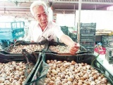 Lão nông miền Tây thu chục tỷ đồng mỗi năm từ trứng chim cút đóng lon xuất sang Nhật