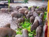 Dịch vụ 'nuôi lợn rừng online' ăn Tết: Đặt trước nửa năm, thăm nuôi từng giờ