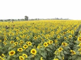 Rực rỡ cánh đồng hoa hướng dương lớn nhất Việt Nam