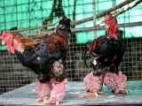 Cặp gà Đông Tảo được trả giá 100 triệu đồng có gì đặc biệt?