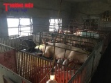 Đông Hưng, Thái Bình: Giá thu mua lợn thịt giảm mạnh, người nuôi lỗ nặng