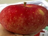 Phát sốt với táo Nhật khổng lồ làm quà Tết
