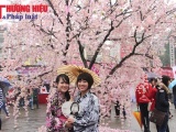 Triển lãm 1 vạn cành hoa anh đào Nhật Bản tại Hà Nội