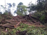 Phó Thủ tướng yêu cầu làm rõ phản ánh chặt phá rừng phòng hộ ở Vĩnh Phúc