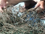 Ngư dân hoang mang phát hiện “bùn lạ” dính vào lưới