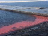 Xuất hiện dải nước bất thường màu đỏ dài 50m ở cảng Vũng Áng