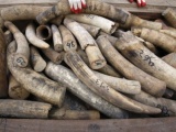Tịch thu 350kg ngà voi châu Phi vô chủ