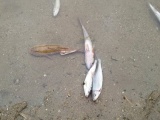Cá chết hàng loạt trên sông Âm chưa rõ nguyên nhân