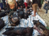 Gần 70 con lợn bị thiêu chết do sơ ý, chủ hộ 'khóc ròng'