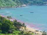 Đà Nẵng xác minh thông tin vệt nước màu đỏ xuất hiện ở bờ biển