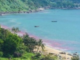 Kết luận về vệt nước lạ màu đỏ trên biển Đà Nẵng