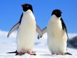 Vệ tinh giúp đếm số lượng chim cánh cụt qua...phân chim