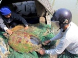 Rùa lạ màu vàng nặng 50kg mắc lưới ngư dân
