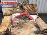 Hải Phòng: Hải quan phát hiện lượng cá ngựa 'khủng' giấu trong da lừa