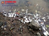 Thừa Thiên Huế: Xuất hiện cá chết tại vùng biển có vệt nước vàng đục