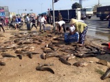 Hà Tĩnh: Người dân thu gom 2 tấn cá giúp tài xế gặp nạn