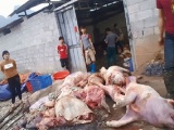 Hãi hùng thịt lợn chết biến thành...đặc sản vùng cao