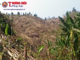 Hàng chục héc ta rừng ở Nghệ An vừa bị chặt phá trụi