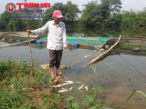 Thừa Thiên Huế: Cá chết hàng loạt trên Sông Bồ