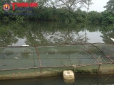 Thừa Thiên Huế: Xác định được nguyên nhân cá chết trên sông Bồ