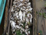 Vụ cá chết trắng thượng nguồn sông Sài Gòn: Nguyên nhân là do doanh nghiệp xả thải