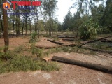 Thừa Thiên Huế: Yêu cầu xử lý dứt điểm nạn phá rừng phòng hộ để nuôi tôm
