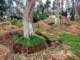 TP. Thái Bình: Đột ngột di dời loạt cây cổ thụ trăm tuổi khỏi khu đất 'vàng'
