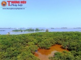 Vẻ đẹp khó cưỡng của Rú Chá - rừng ngập mặn nguyên sinh trên Phá Tam Giang