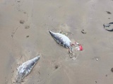 Hà Tĩnh: Xác định nguyên nhân cá chang chết trôi dạt vào bờ biển Kỳ Anh