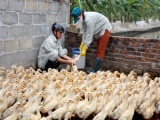 Xuất hiện ổ dịch cúm A/H5N1 trên gia cầm ở Quảng Ninh