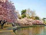 Nhật Bản: Tháng 4 - mùa hoa anh đào đang bung nở đẹp nhất trong năm
