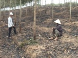 Quảng Trị: Vườn cao su 2 ha nghi bị đốt, người dân trắng tay