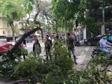 Hà Nội: Cây bất ngờ tự đổ, hàng chục người thoát nạn trong gang tấc