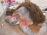 Nam Định: Rùa 'lạ' gần 100 năm tuổi bị thương trôi dạt vào bờ