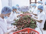 Rau quả Việt Nam xuất khẩu mang về gần 190 tỷ đồng/ngày