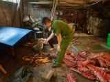 Hà Nội: Tịch thu và tiêu hủy hơn 2 tấn thịt bò, bê bẩn từ lò mổ chui