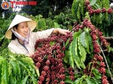 Quảng Trị: Đề án tái canh và phát triển cây cà phê được hỗ trợ kinh phí 255 tỷ đồng