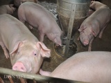 Sự thực ở các trại lợn: Nông dân cùng cực, lợn đói nằm... chờ chết