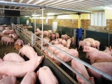 Giá thịt lợn bắt đầu tăng nhẹ, người nuôi nhen nhóm hy vọng