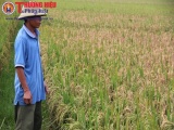 Hà Tĩnh: Nông dân khốn khổ vì hàng trăm ha lúa đông xuân mất trắng